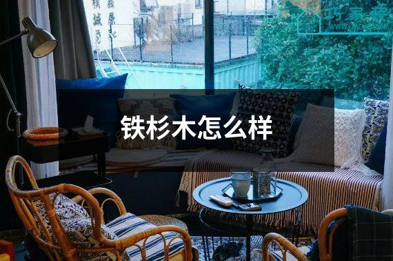 铁杉木怎么样